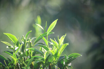 Close-up of fresh, green tea leaves sprouting from a plant