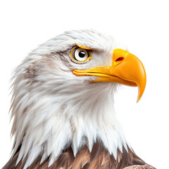 Obraz premium Majestic bald eagle with sharp eyes in detail clipart, isolated on transparent background.