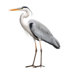 Obraz premium Elegant heron standing tall in the spotlight clipart, isolated on transparent background.