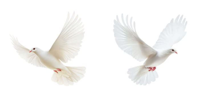 Symbol of peace the majestic white dove in flight clipart, isolated on transparent background.