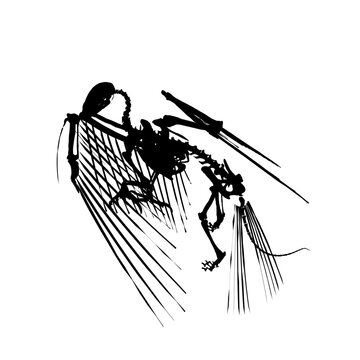recommend clip art: Vector antique engraving drawing illustration of silhouette bird skeleton isolated on white background. Detailed silhouette of the skeleton of an ancient bird.