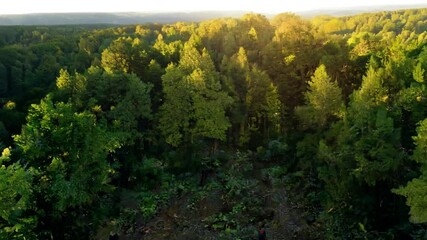 Day International Forests