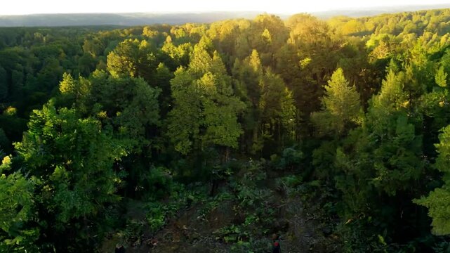 Day International Forests - Powered by Adobe