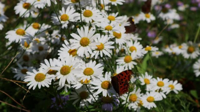A butterfly flaps its wings over a field of daisies blooming in the meadow.초원에 피어있는 데이지 꽃밭에 나비가 날개짓을 합니다.