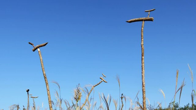 언덕위 가을바람에 흔들리는 억새 사이로 솟대가 있습니다.There is a pole among the silver grass swaying in the autumn breeze on the hill.