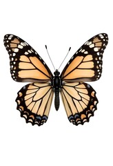 Naklejka premium butterfly isolated on white