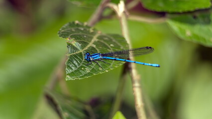 Blue damselfly perched on a leaf in the Intag Valley outside of Apuela, Ecuador