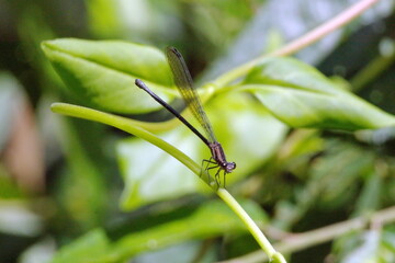 Black damselfly on a twig in the Intag Valley outside of Apuela, Ecuador