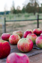 Freshly Picked Apples