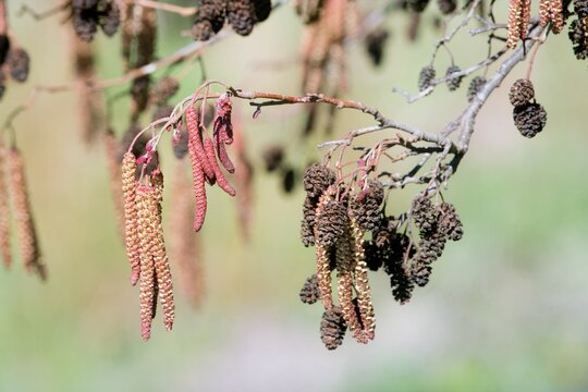 Alnus Glutinosa Flowers: Delicate Beauty of Black Alder Trees