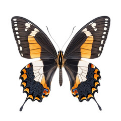 Fototapeta premium A butterfly isolate on white background, showcasing its delicate wings and vibrant colors. PNG