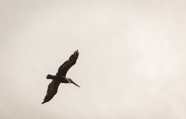 pelican in flight