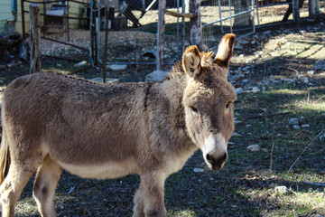 donkey in the farm