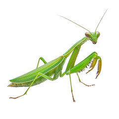 A praying mantis isolate on white background, showcasing its unique posture and vibrant colors. PNG