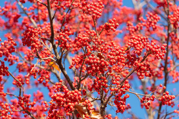 rowan tree with wild berry sorb background