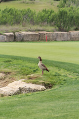 goose on the golfcourse