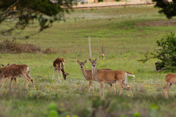 deer in the field
