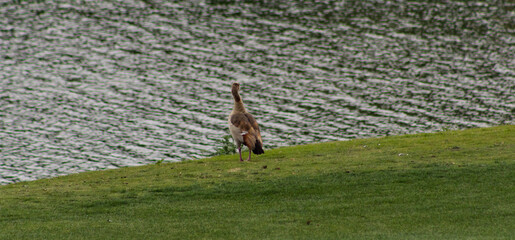 goose on the water