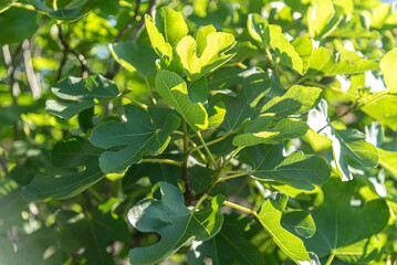 Edible fig plant (Ficus carica)