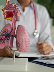Detailed anatomical model of the human respiratory system lungs. is