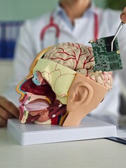 Human brain and computer chip. Microprocessor in head. Doctor brain board