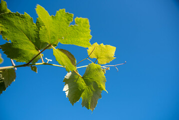 Grapevine leaves and flowers (vitis vinifera)
