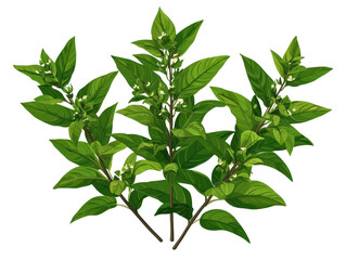 Obraz premium Fresh, vibrant basil plant with green leaves and small flowers on a white isolated background.
