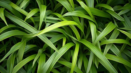 Obraz premium Lush green grass blades with varying shades and textures, creating a vibrant natural backdrop.