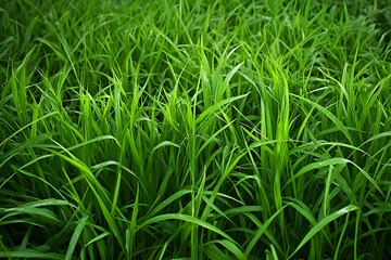 Obraz premium Lush green grass growing densely in a natural environment.