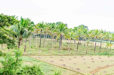 Rural landscape in India