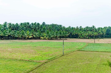 Rural landscape in India