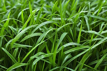 Lush green grass with dew, symbolizing freshness and nature's beauty.