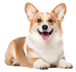 PNG Mammal animal dog pet.