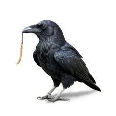 Black raven close-up, Generative AI.