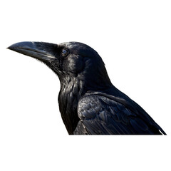 Black raven close-up, Generative AI.