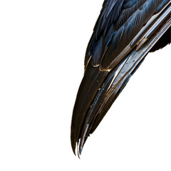 Black raven close-up, Generative AI.