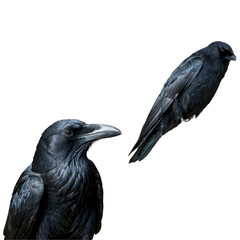Black raven close-up, Generative AI.