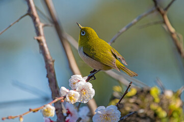 白梅とメジロ（梅林寺外苑・久留米市）