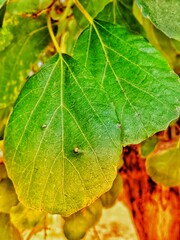 Here&rsquo;s the fern leaf background you requested! Let me know if you&rsquo;d like any adjustments.