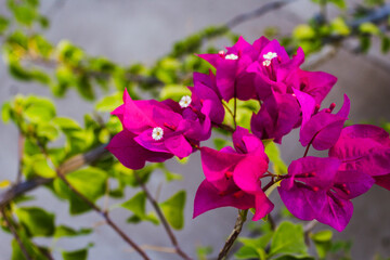 flowers in the garden