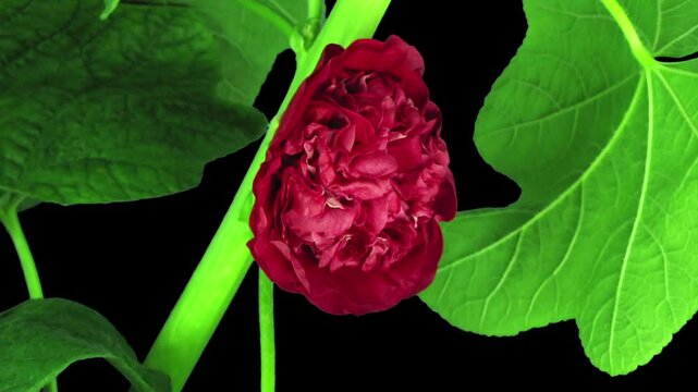Time lapse of blooming red filled mallow flower