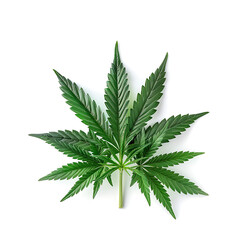 Cannabis on isolated transparent background, a legal medical cannabis bud or marijuana flower isolated on white background, cannabis leaf isolated on transparent background.
