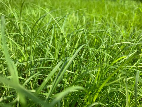 Bermuda Grass (Cynodon dactylon) is a grass plant belonging to the Poaceae family in the Cynodon genus which is usually used for football fields, tennis courts, golf courses, before being pruned