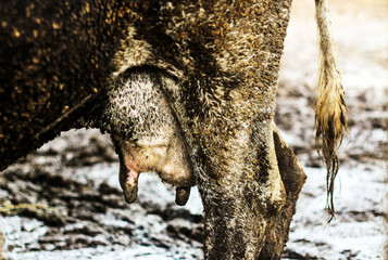 Dairy cows on agricultural farms.