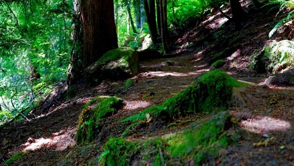 Discover hidden treasures like forest flowers and a cozy shore by the tranquil pond, all framed by snowy peaks reflecting in icy waters.
