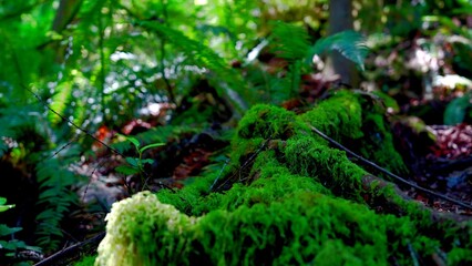 Discover hidden treasures like forest flowers and a cozy shore by the tranquil pond, all framed by snowy peaks reflecting in icy waters.