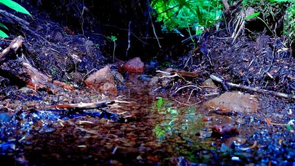 Discover hidden treasures like forest flowers and a cozy shore by the tranquil pond, all framed by...
