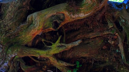 Discover hidden treasures like forest flowers and a cozy shore by the tranquil pond, all framed by snowy peaks reflecting in icy waters.