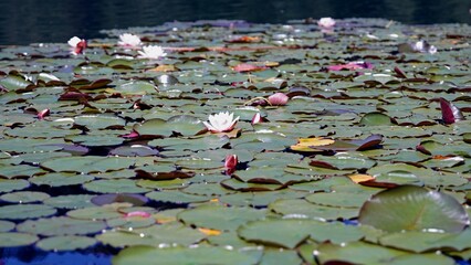 Discover hidden treasures like forest flowers and a cozy shore by the tranquil pond, all framed by...