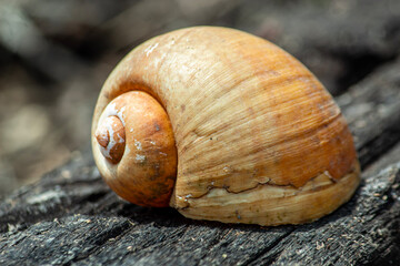 snail on a wooden background